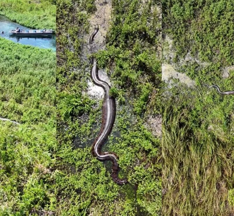 À procura de casal de sucuris, fotógrafo sobe drone e tem surpresa com cobras gigantes em Bonito