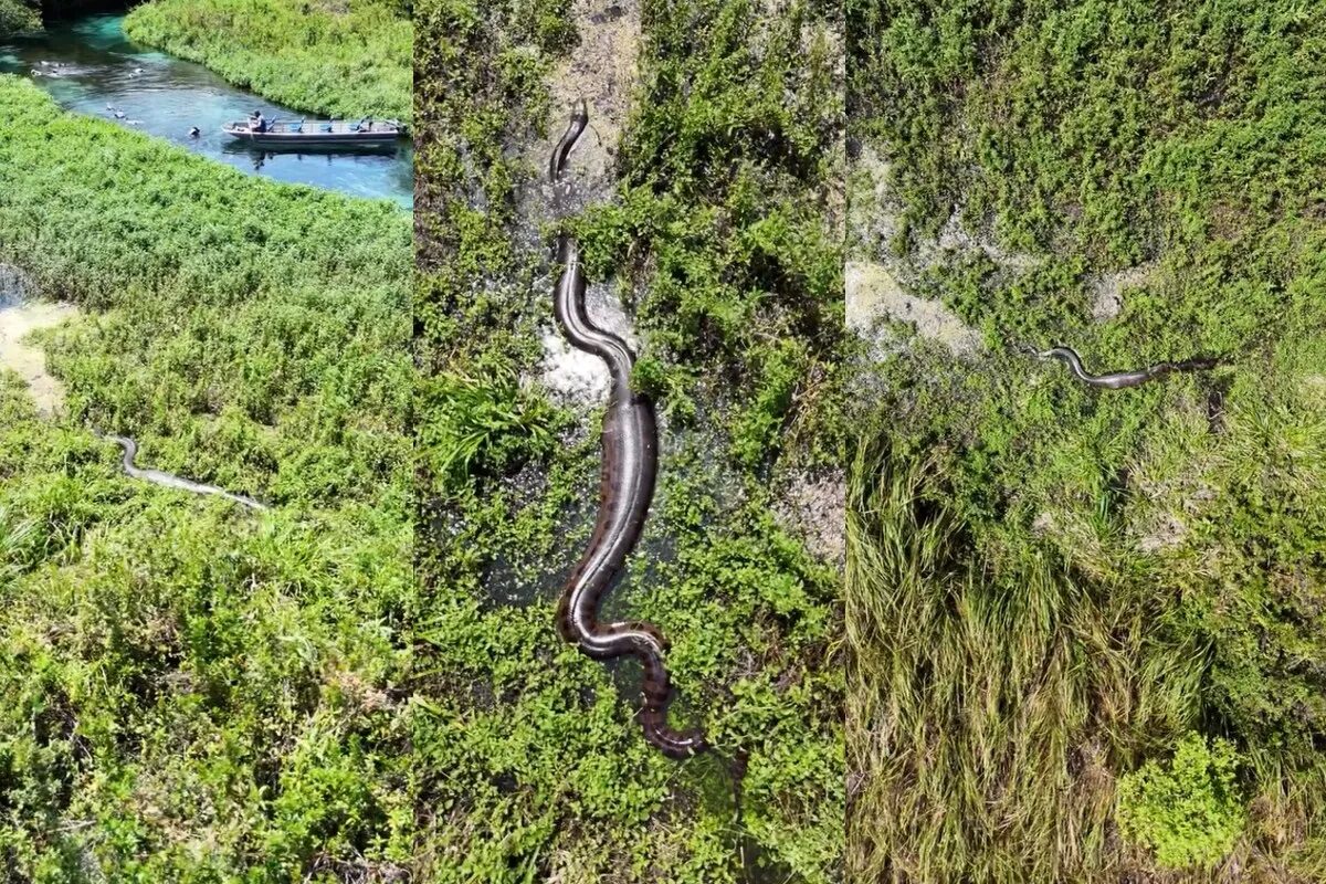 À procura de casal de sucuris, fotógrafo sobe drone e tem surpresa com cobras gigantes em Bonito